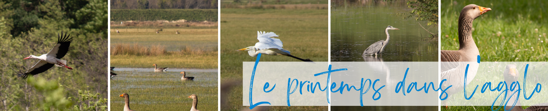 photos printemps dans l'agglo 