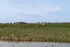 Moutons