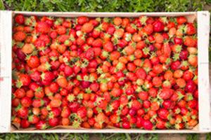 panier de fraises