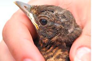 oiseau blessé dans une main