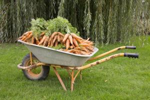 brouette de carottes