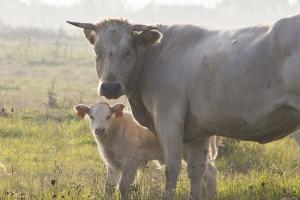 vache et son veau