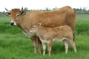 vache et son veau